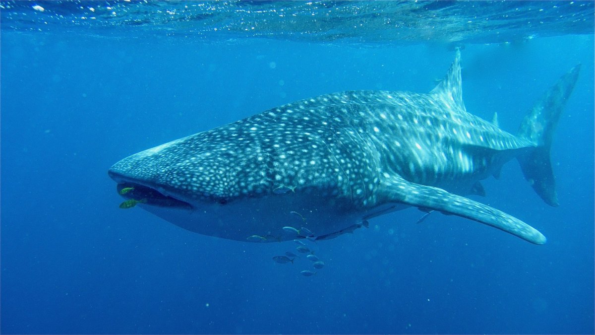 Китовая акула Шарм-Эль-Шейх