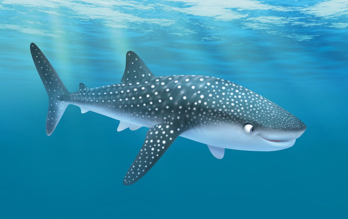 Китовая акула вес и рост