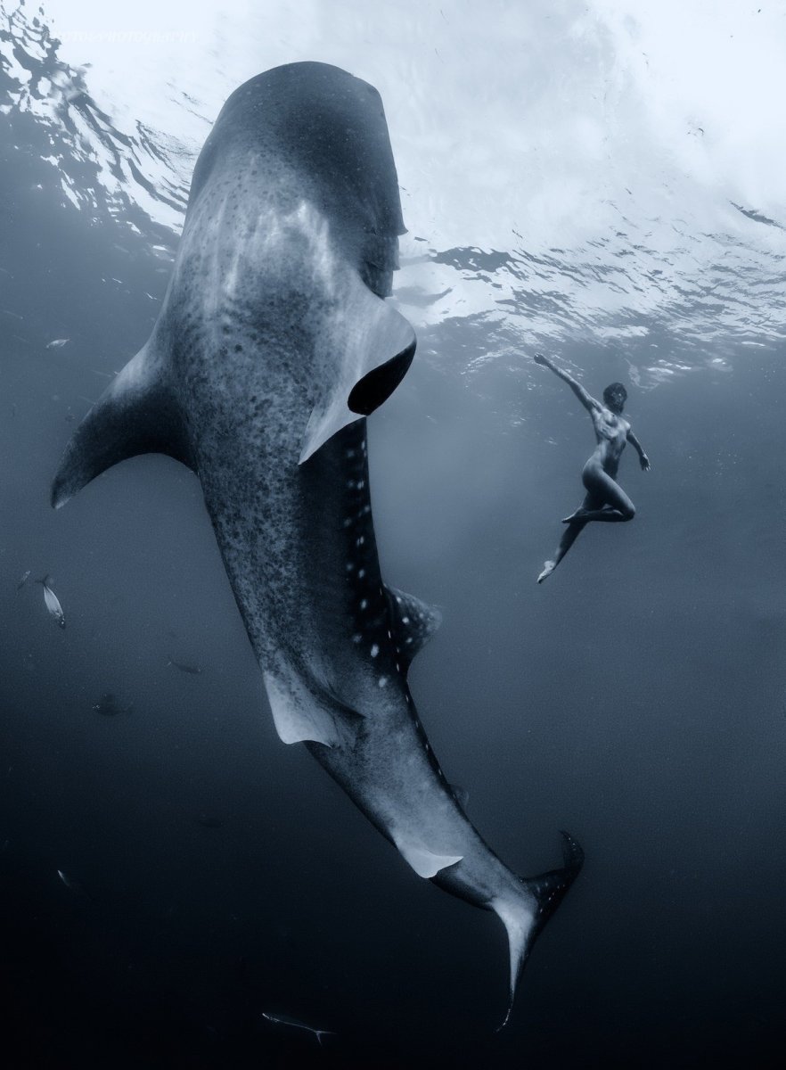 Размеры касатки и белой акулы