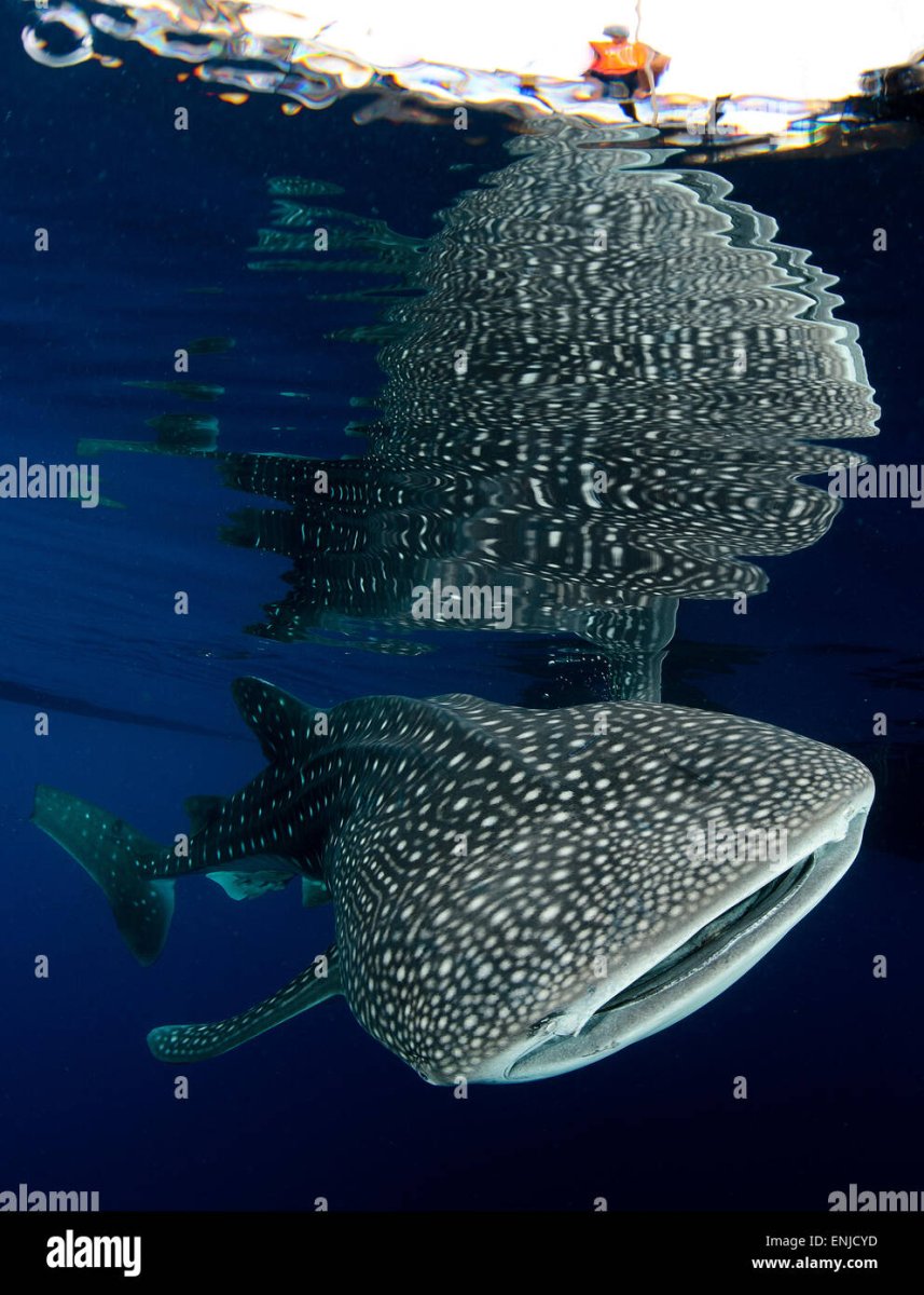 Череп китовой акулы