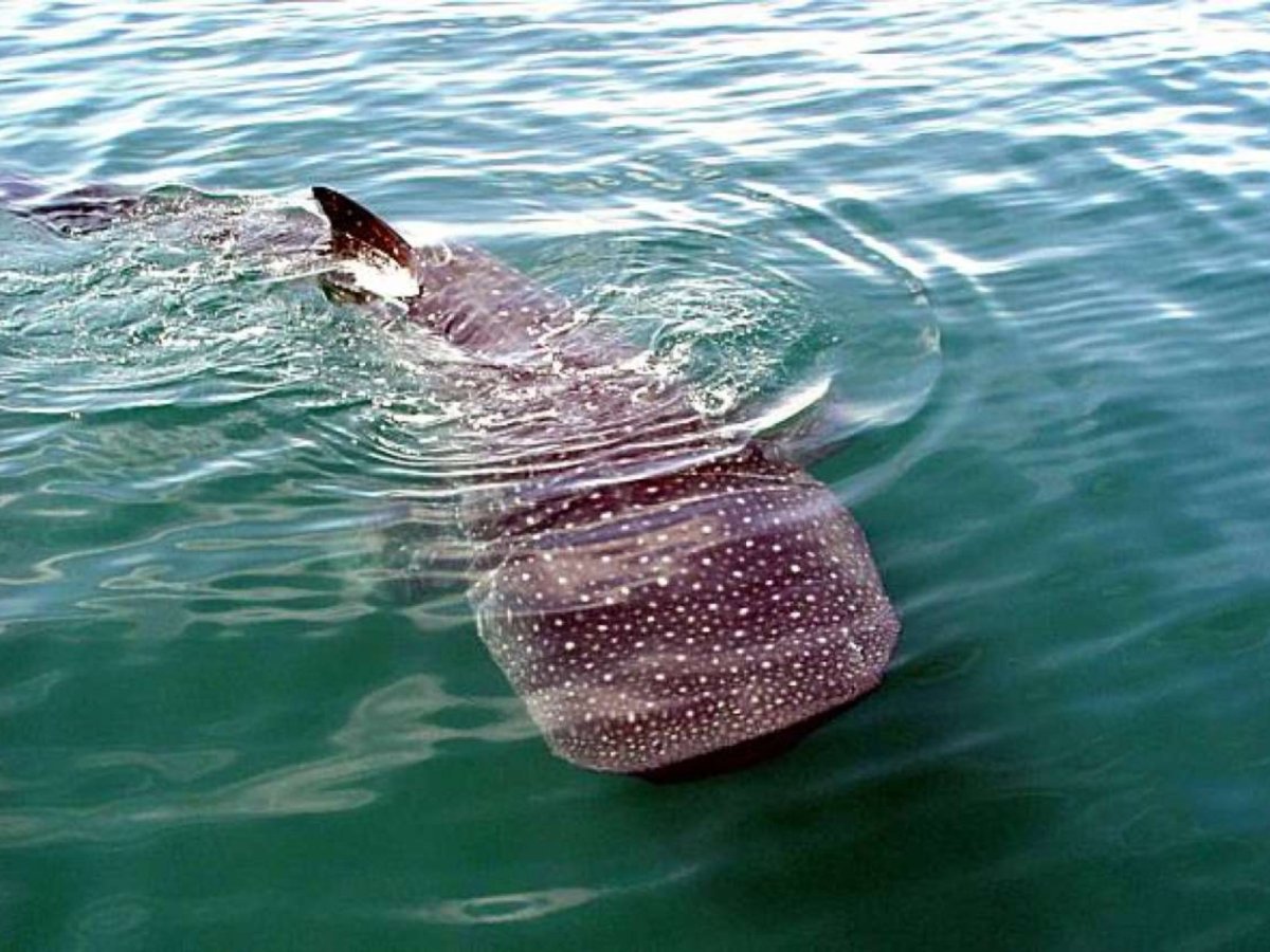 Китовая акула Шарм-Эль-Шейх