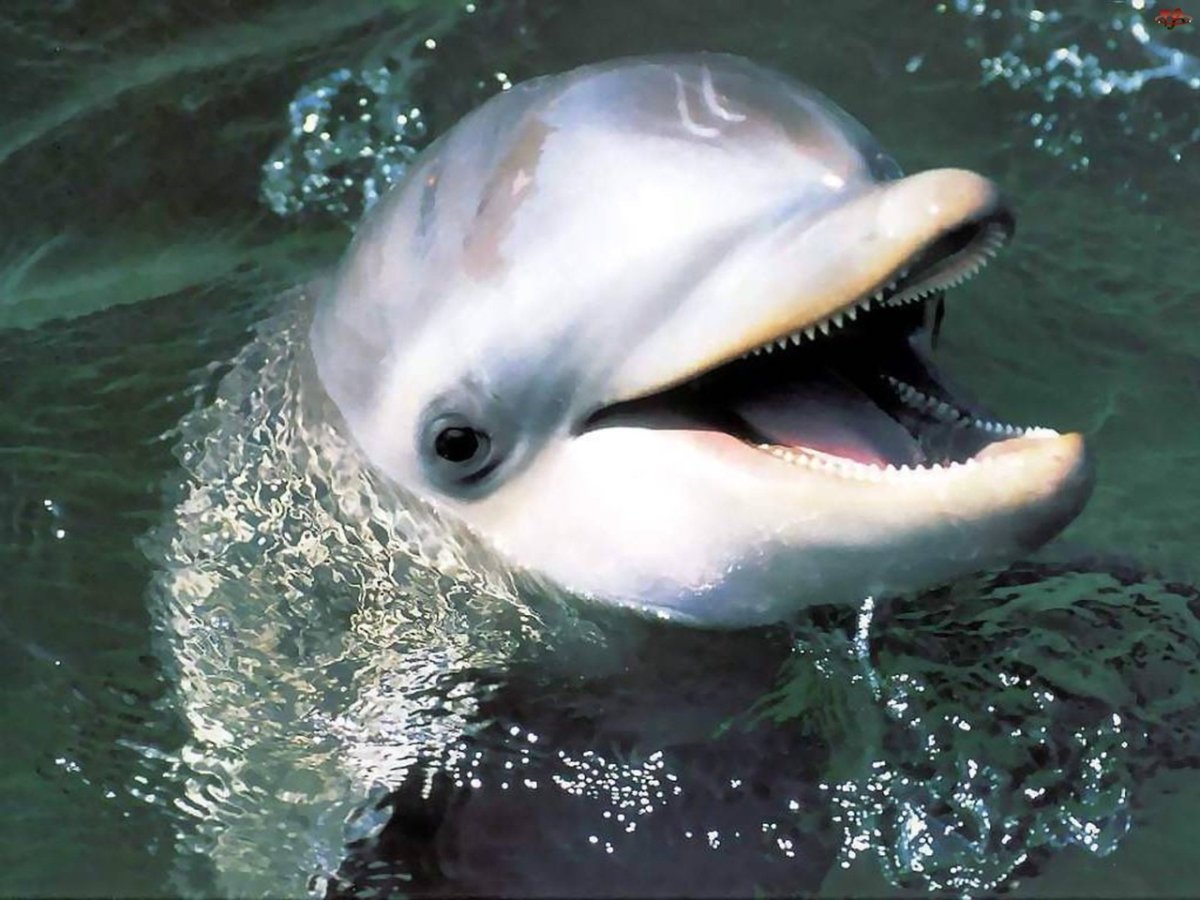 Conrad Maldives китовая акула