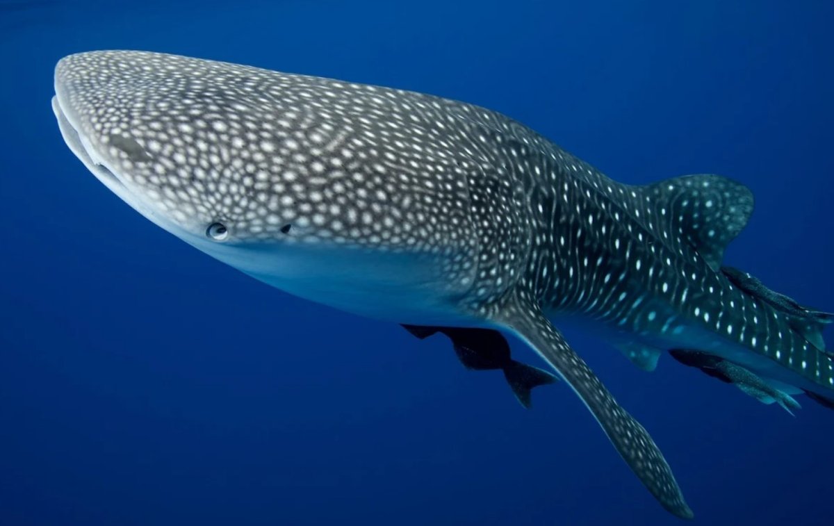 Гибрид акулы и дельфина