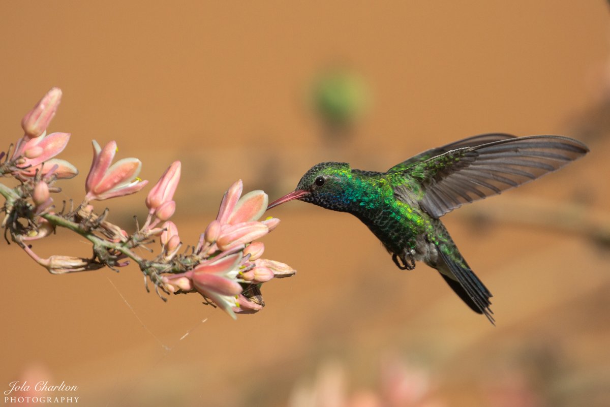 Крымская Колибри