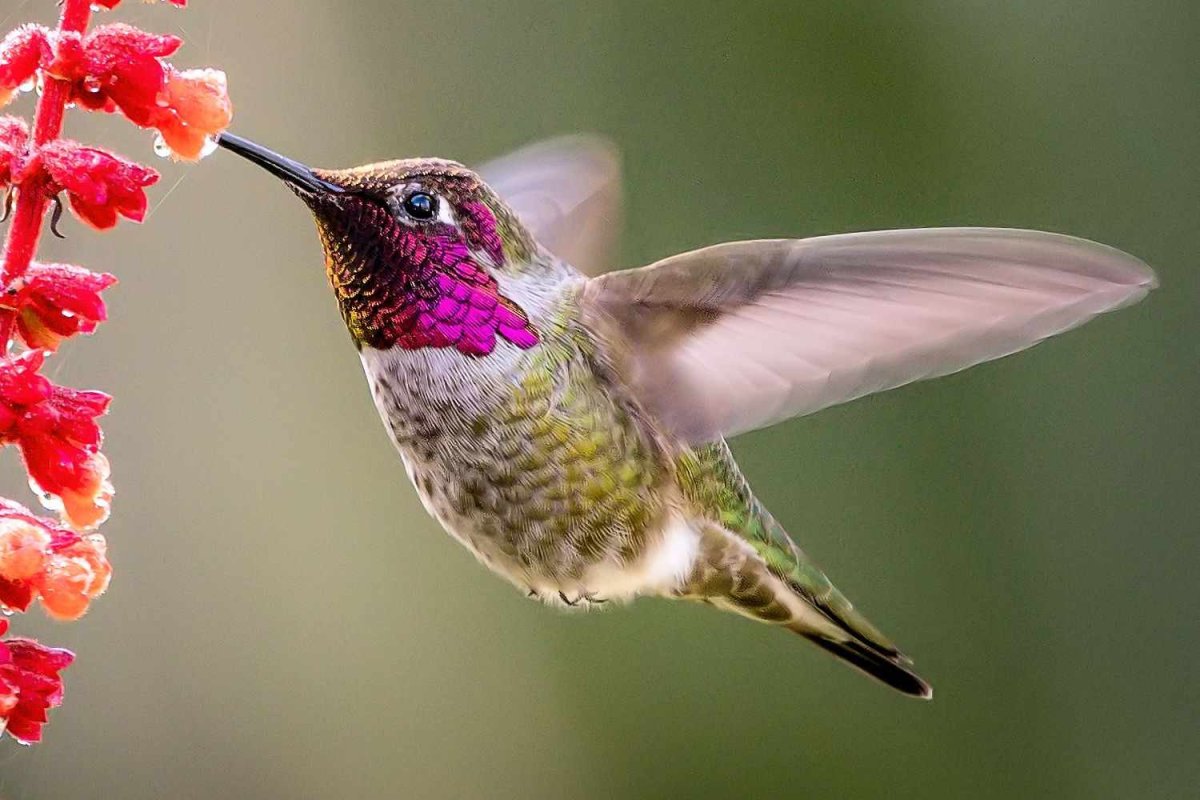 Колибри Калипта Анны