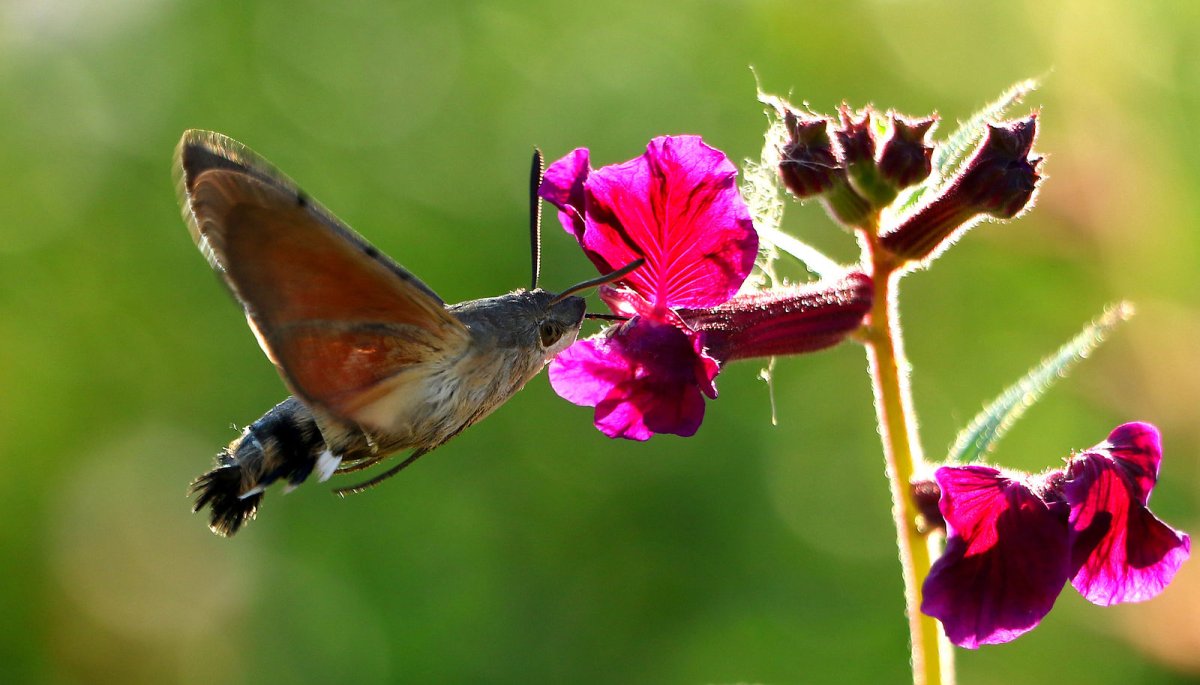 Языкан обыкновенный и Колибри