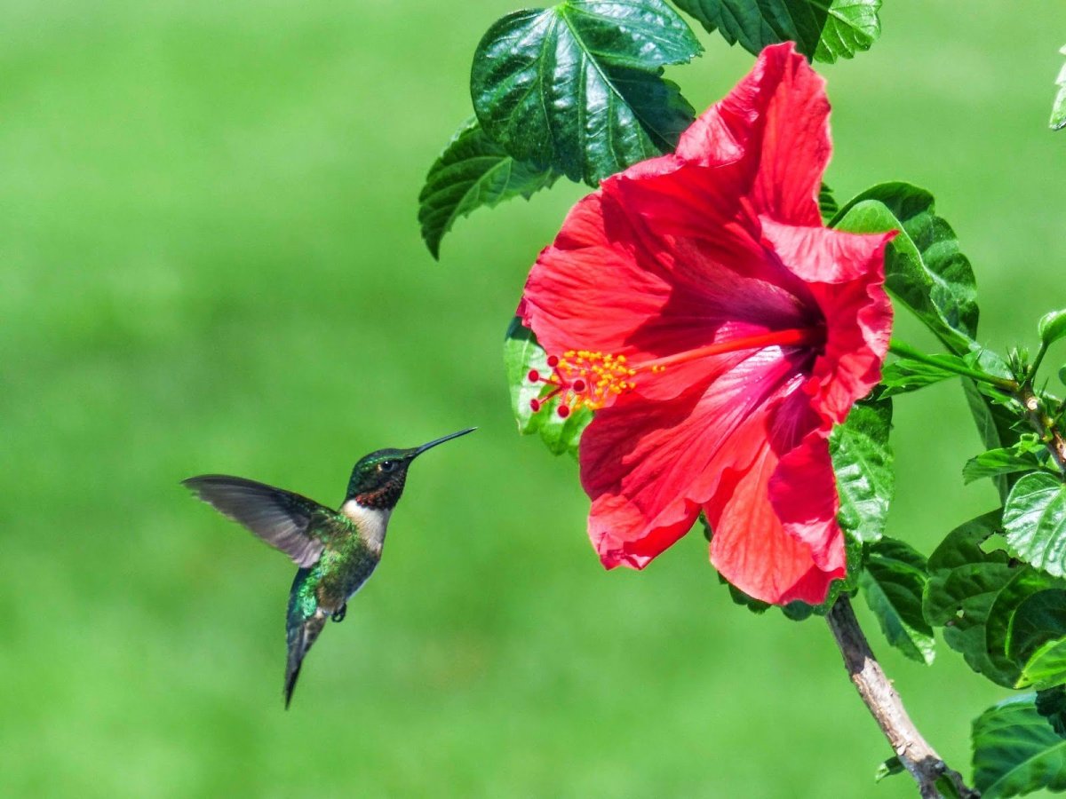 Колибри опыление цветков