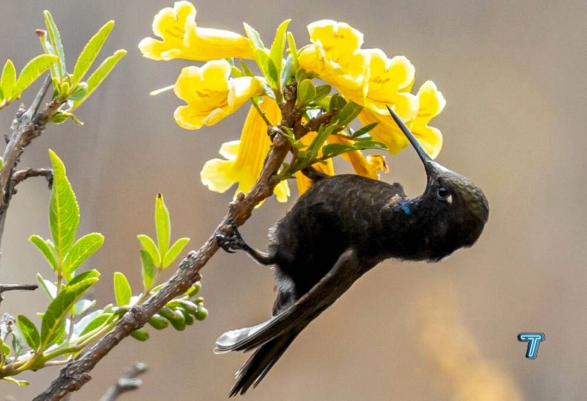 Горный Колибри