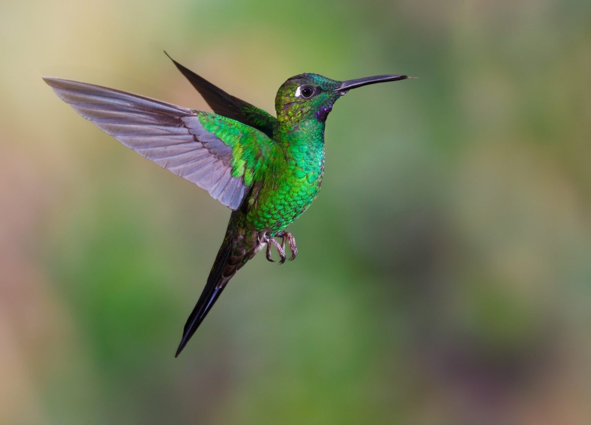 Чешуйчатогрудый Колибри