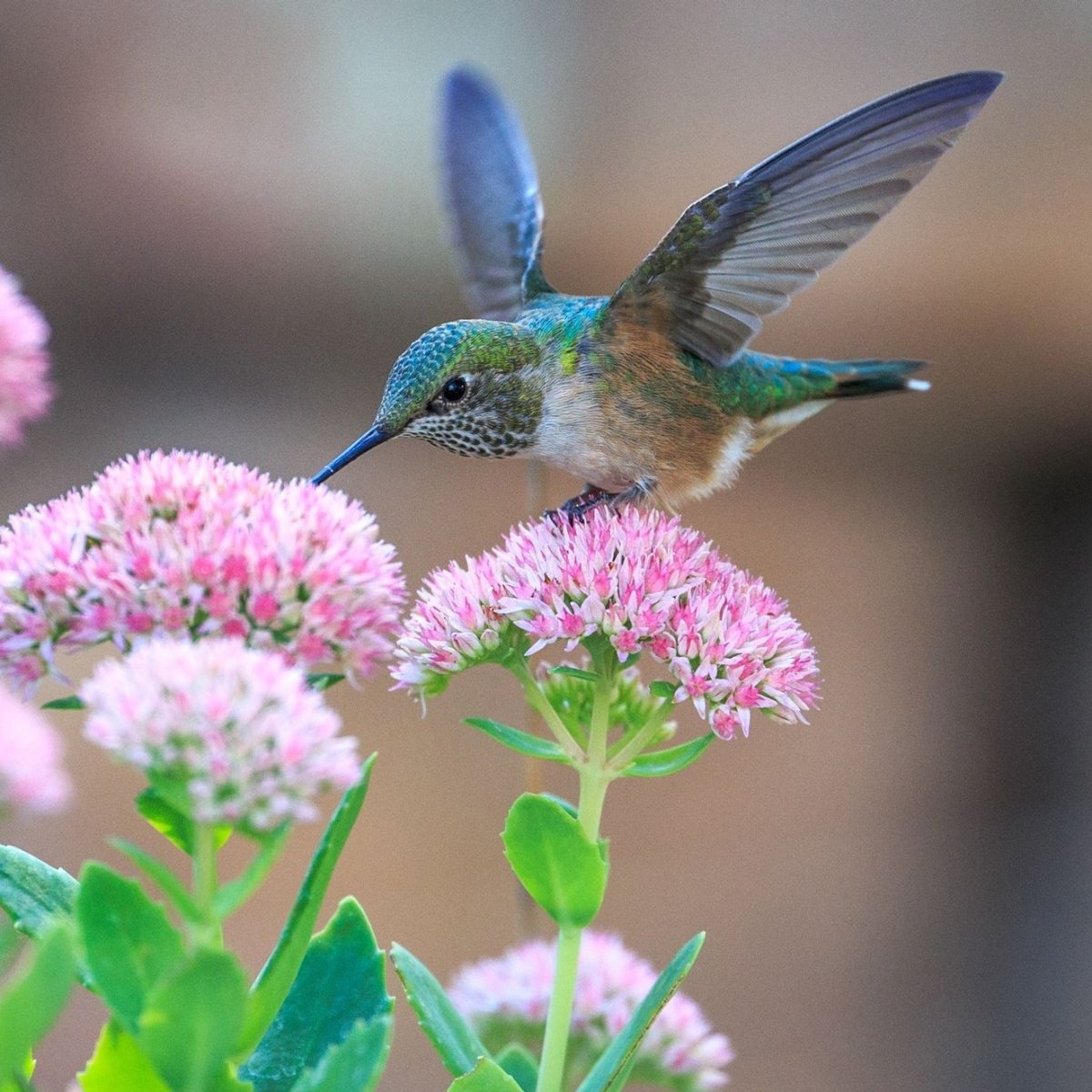 Колибри против птиц