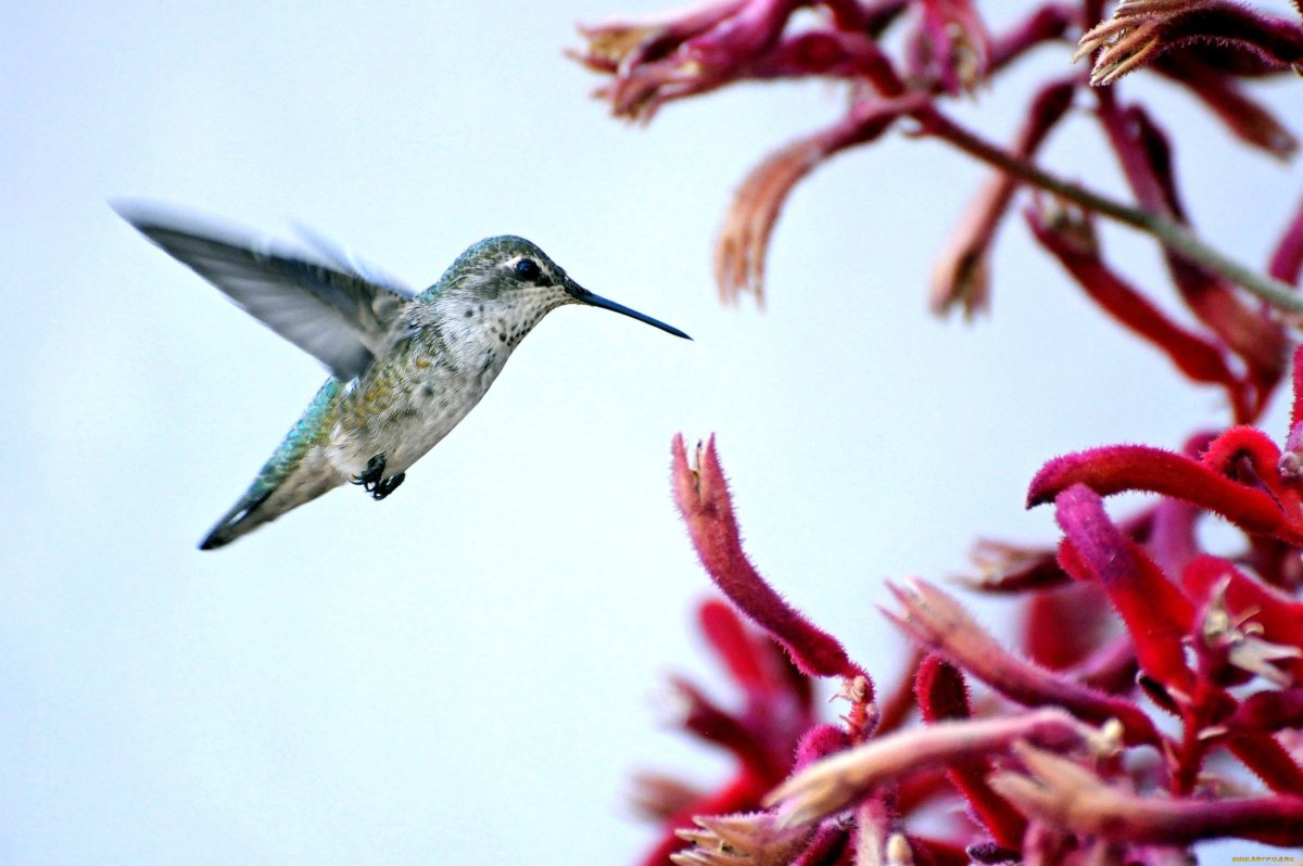 Колибри в Анапе птица