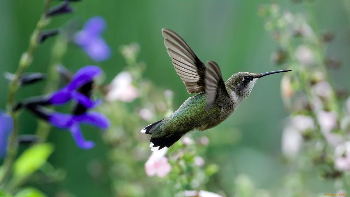 Крымская Колибри