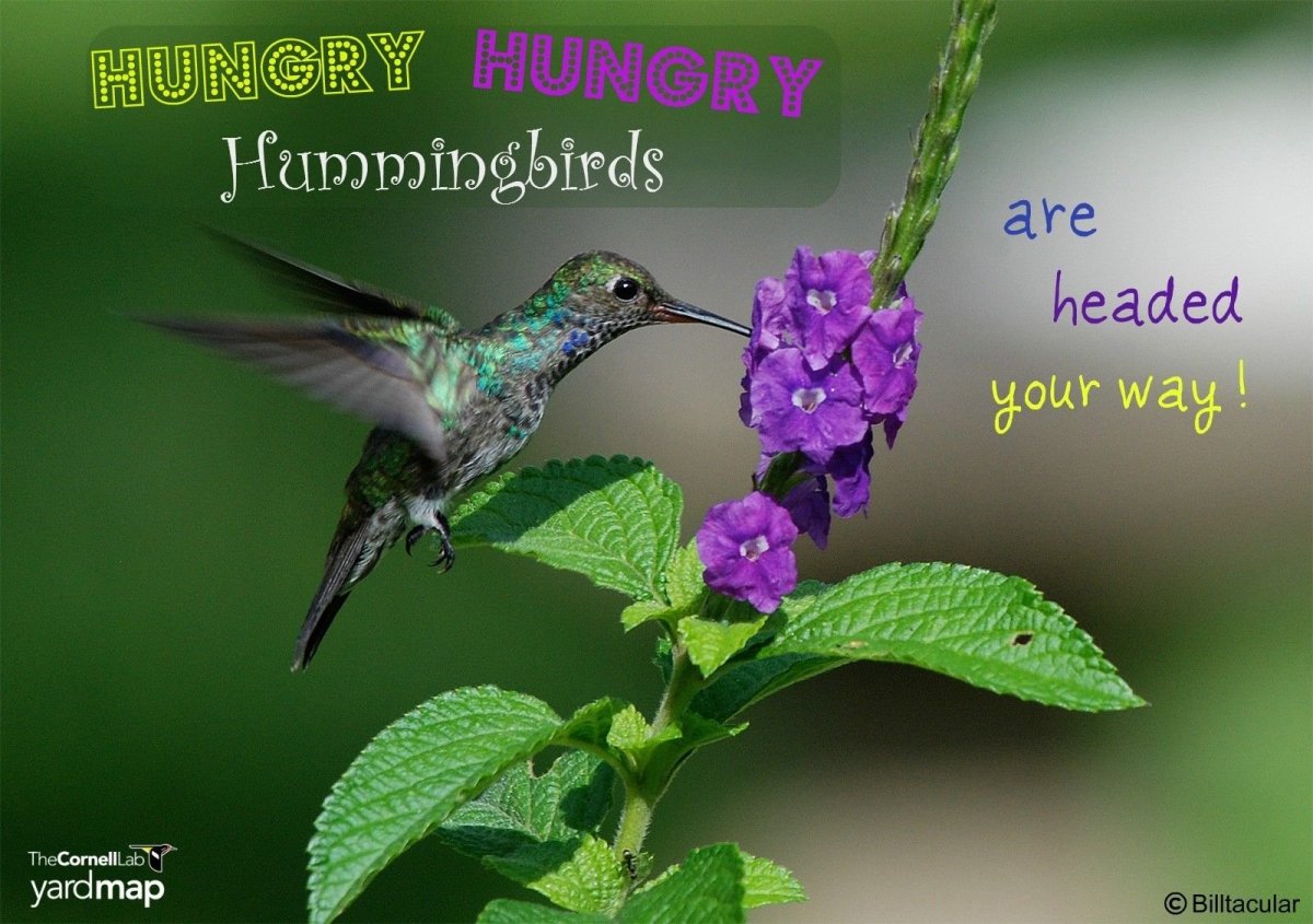 Колибри берлепшева Лесная звезда