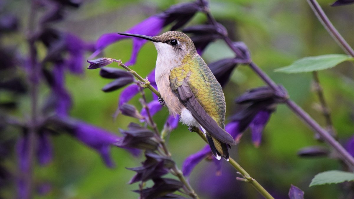 Водосборник лиловый Колибри