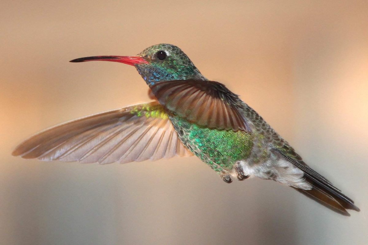 Колибри Северной Америки