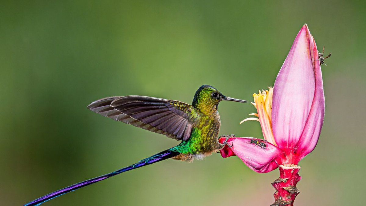 Кошка Колибри