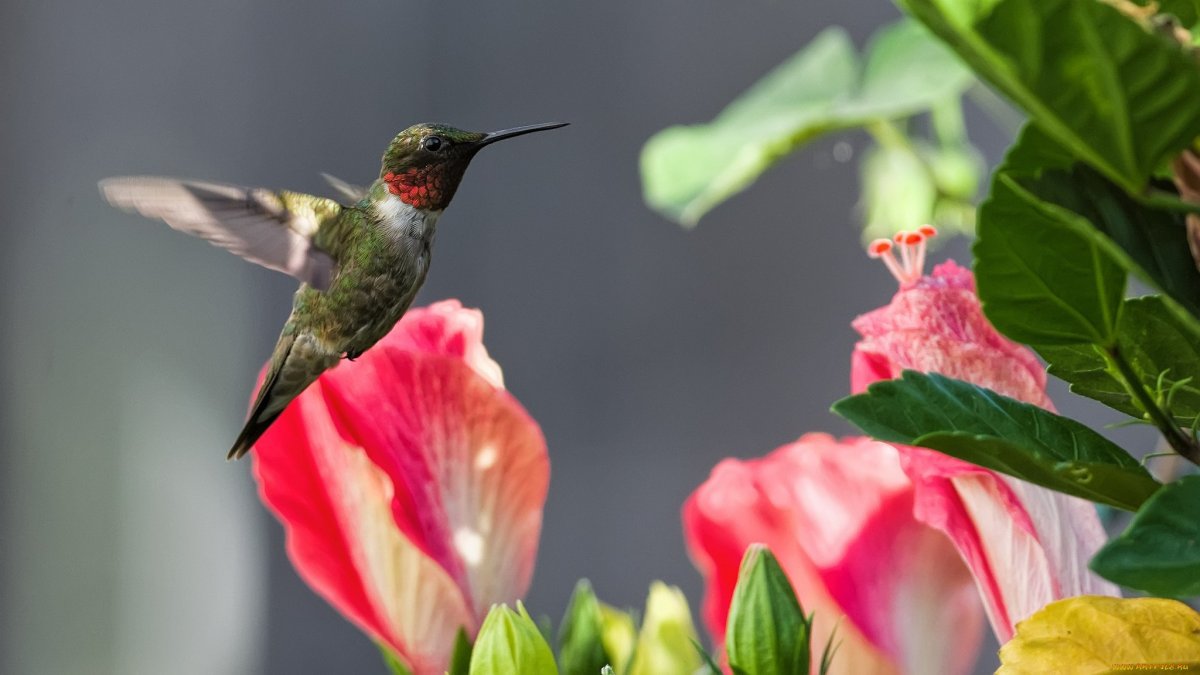 Колибри птица