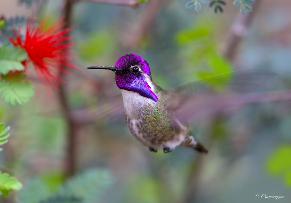 Краснохвостый Колибри