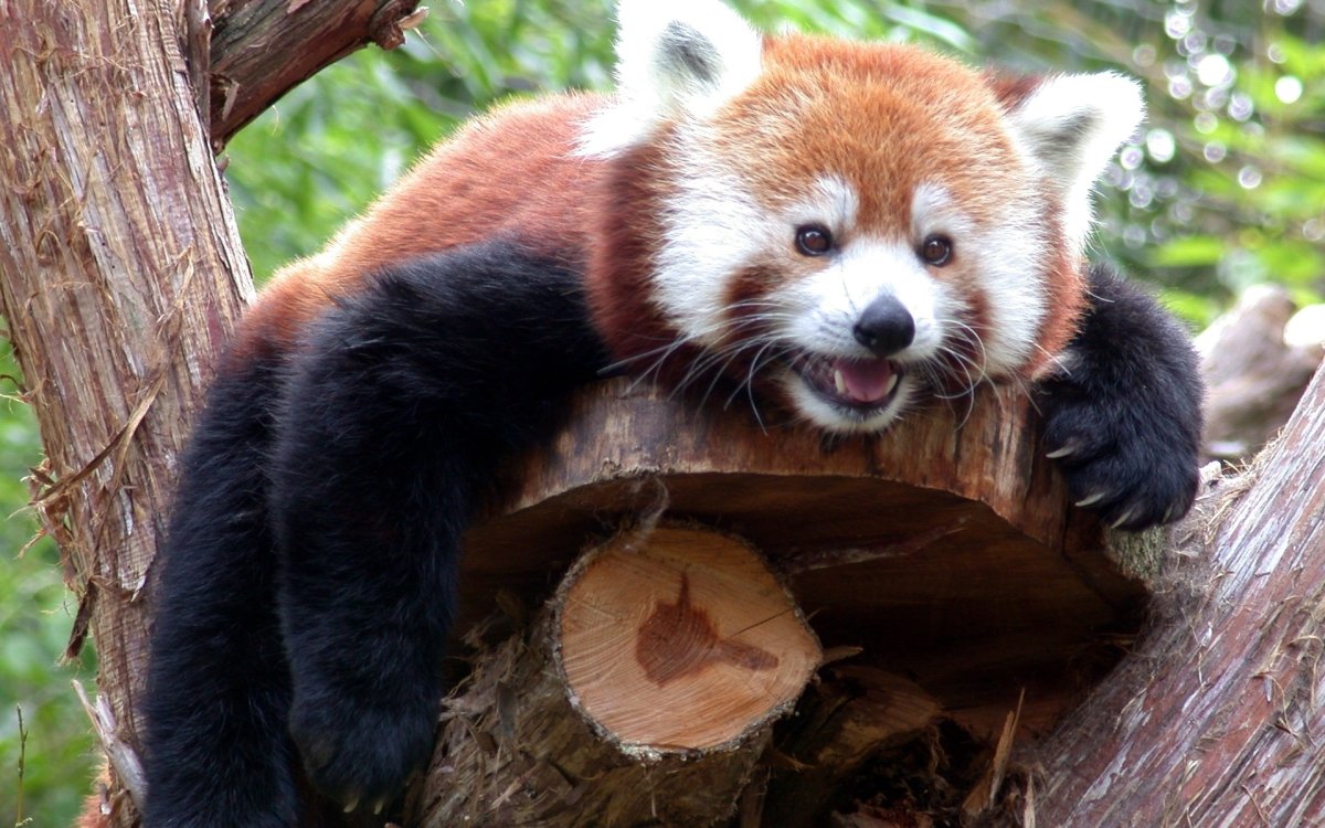 Арты животных