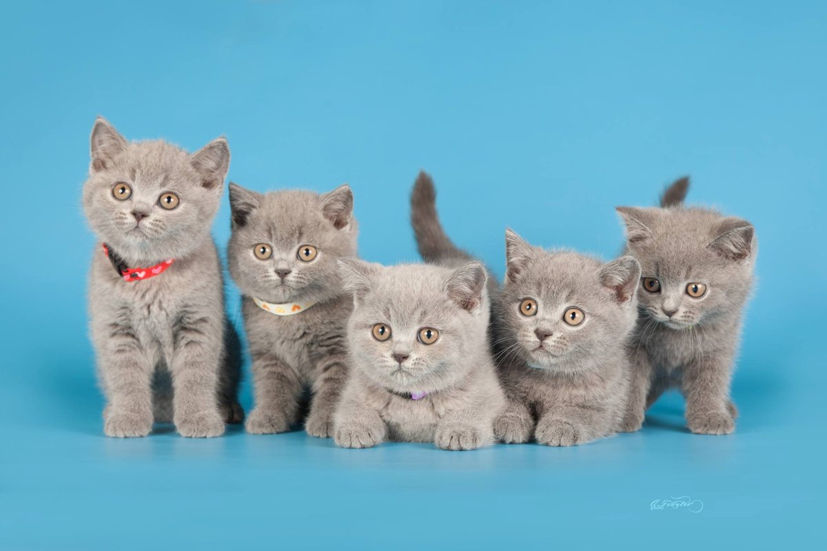 Британская кошка котенок