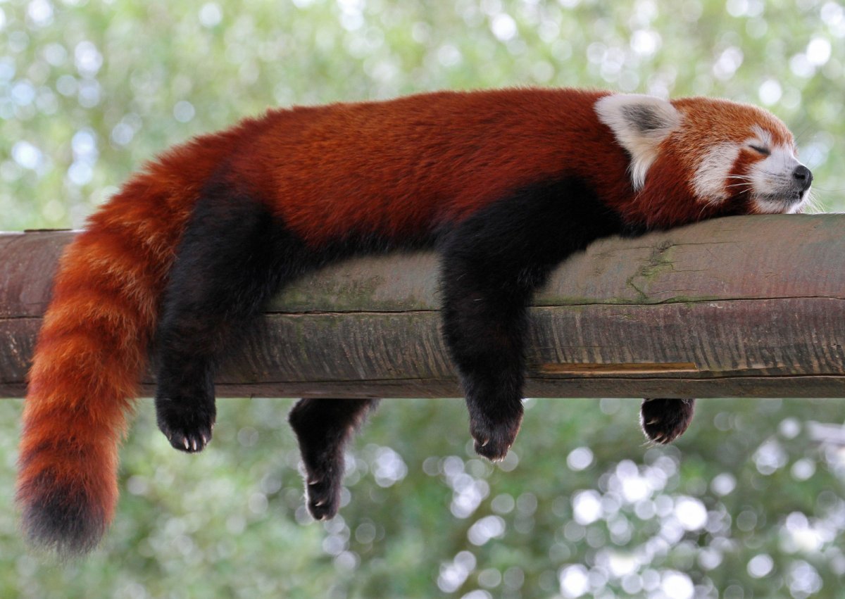 Красная енотовидная Панда