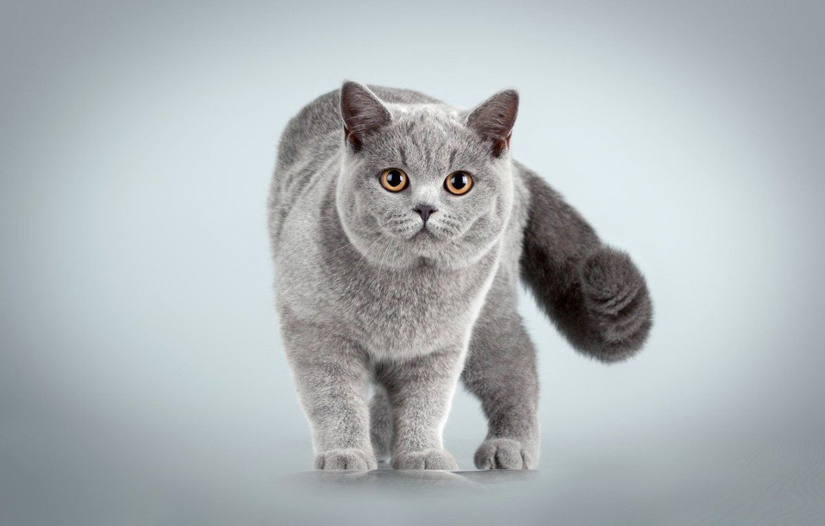 Портрет британской кошки