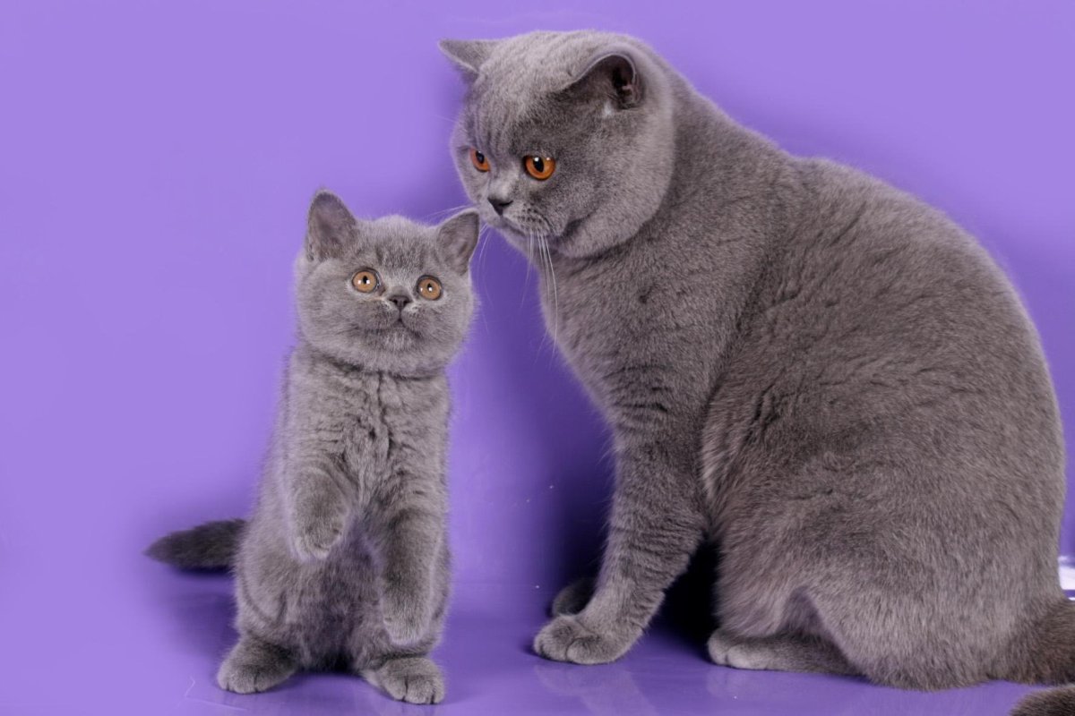 Британка котенок