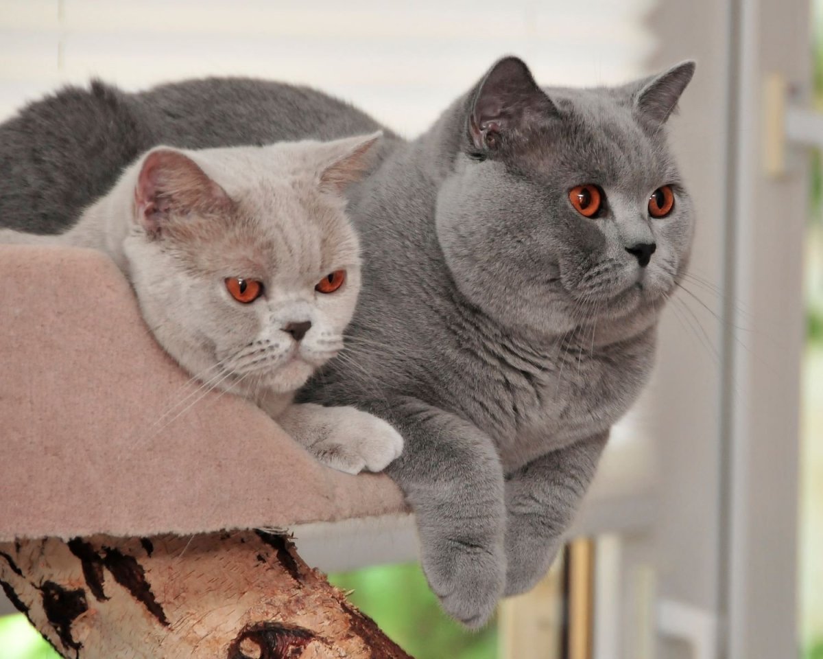 Британские котята красивые