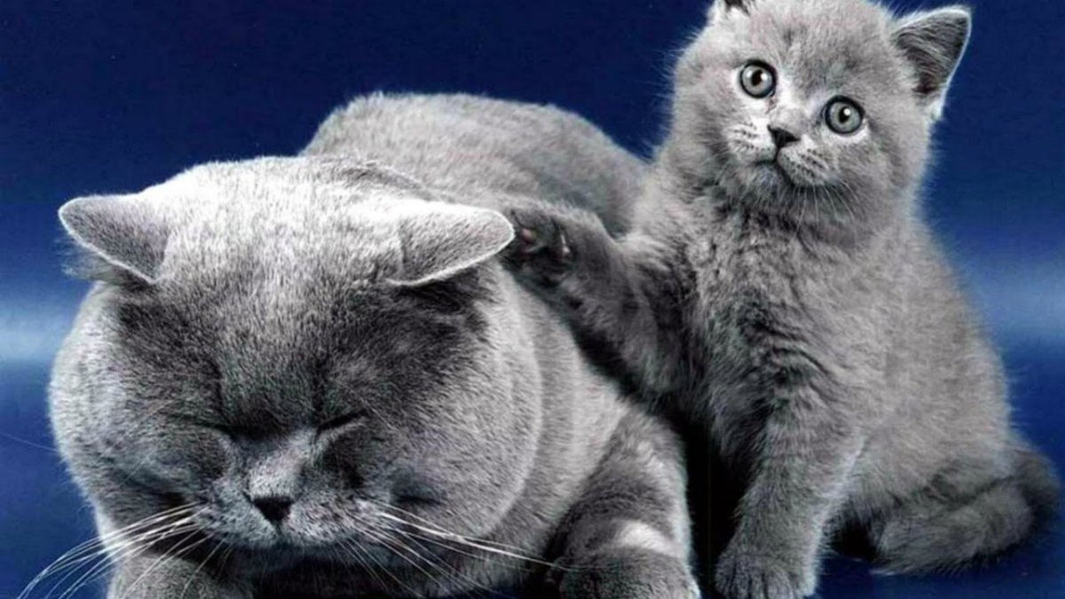 Злая Британская короткошерстная кошка