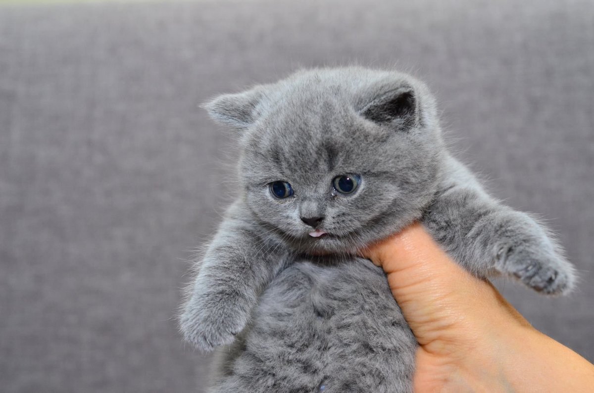 Британская кошка гладкошерстная