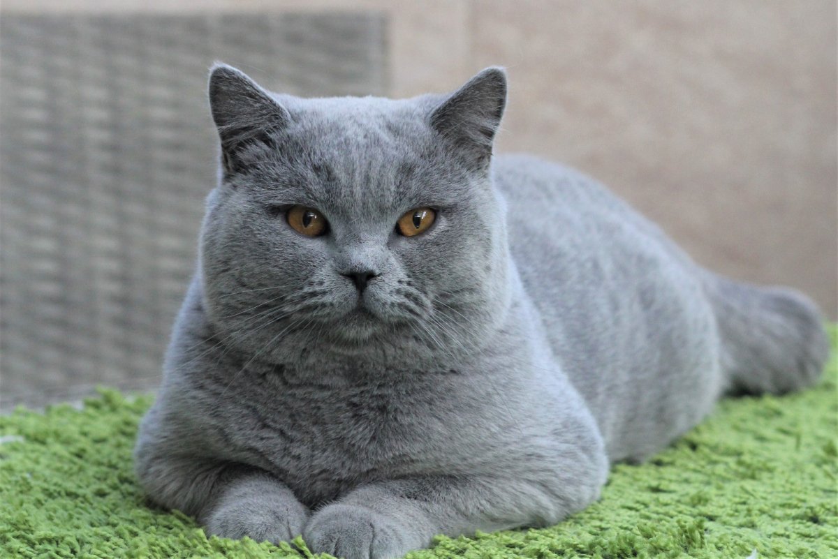 Британский кот с надписями