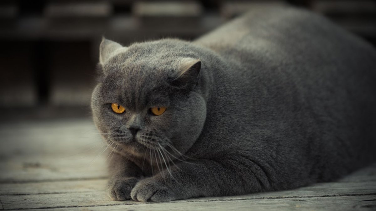 Злой шотландский кот вислоухий