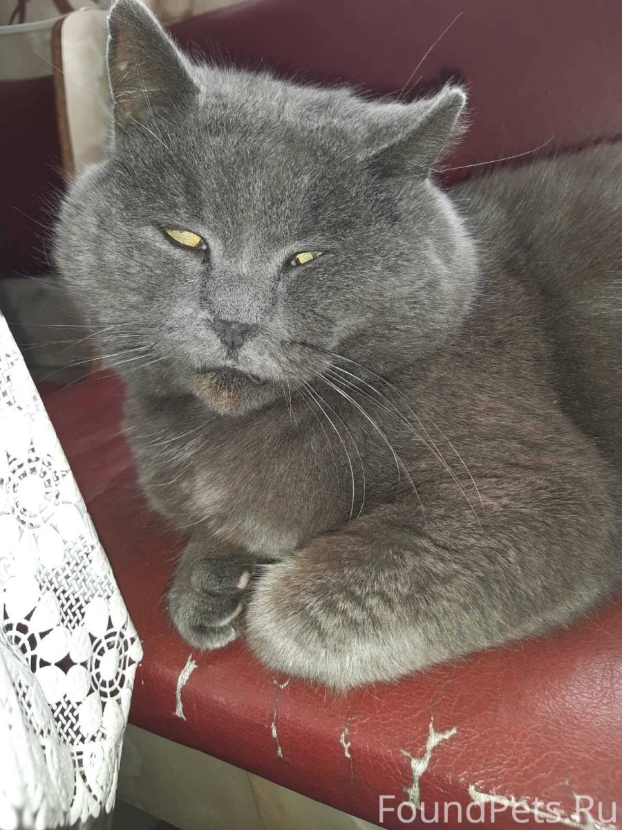 Британская короткошерстная на белом фоне