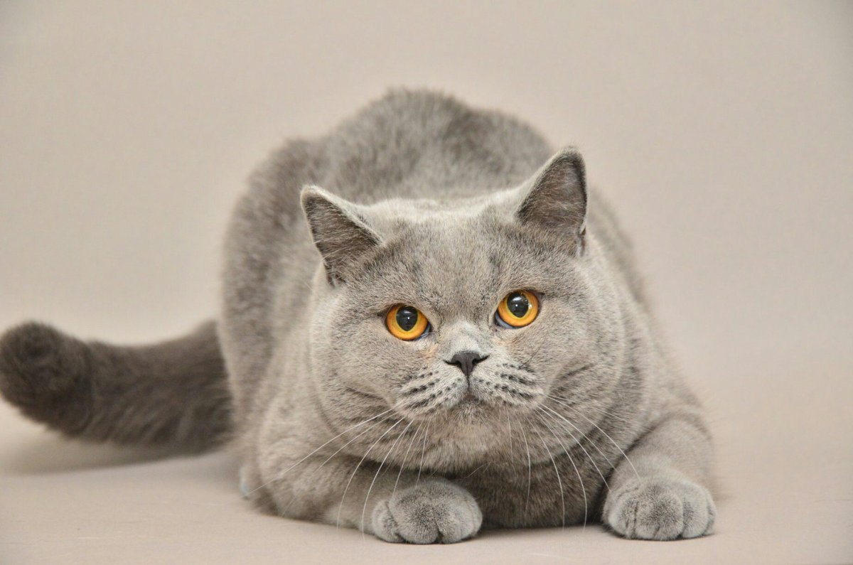 Британская кошка паунтизм