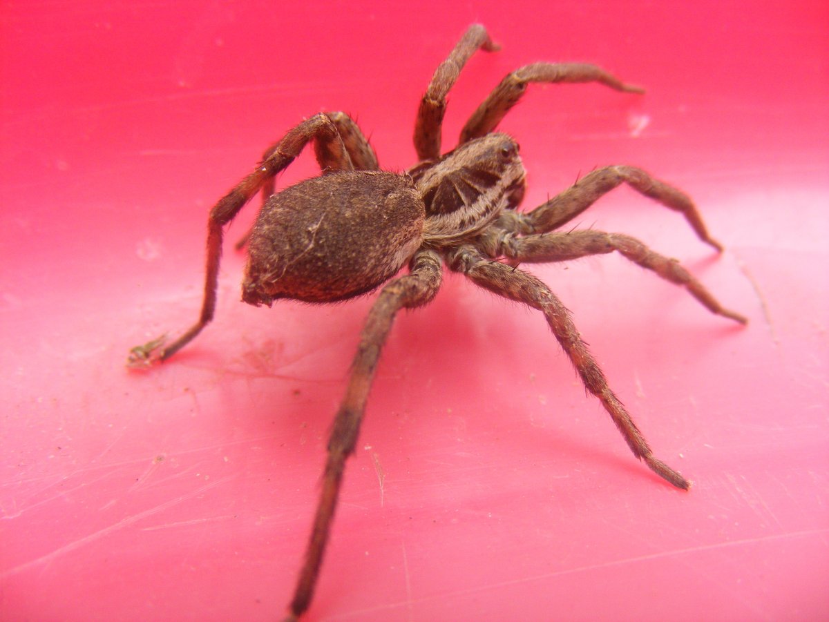 Мохнатый коричневый паук