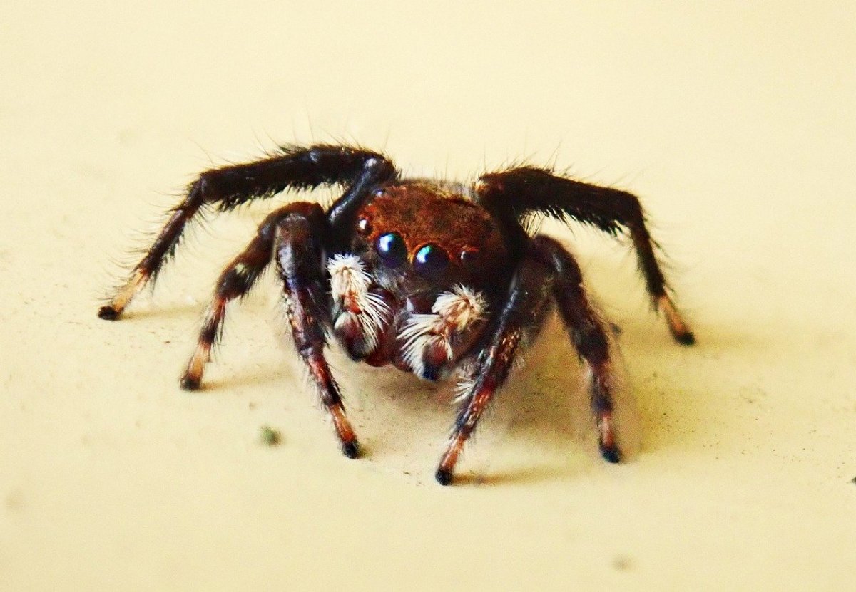 Пауки в Турции