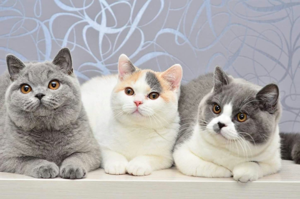 British Scottish straight