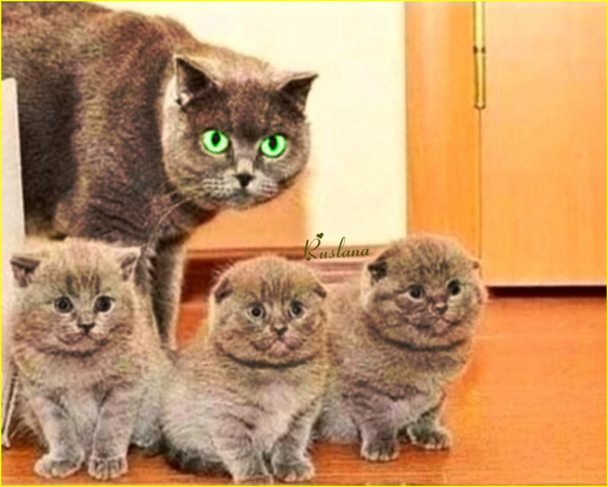 Окрас мраморный табби у кошек