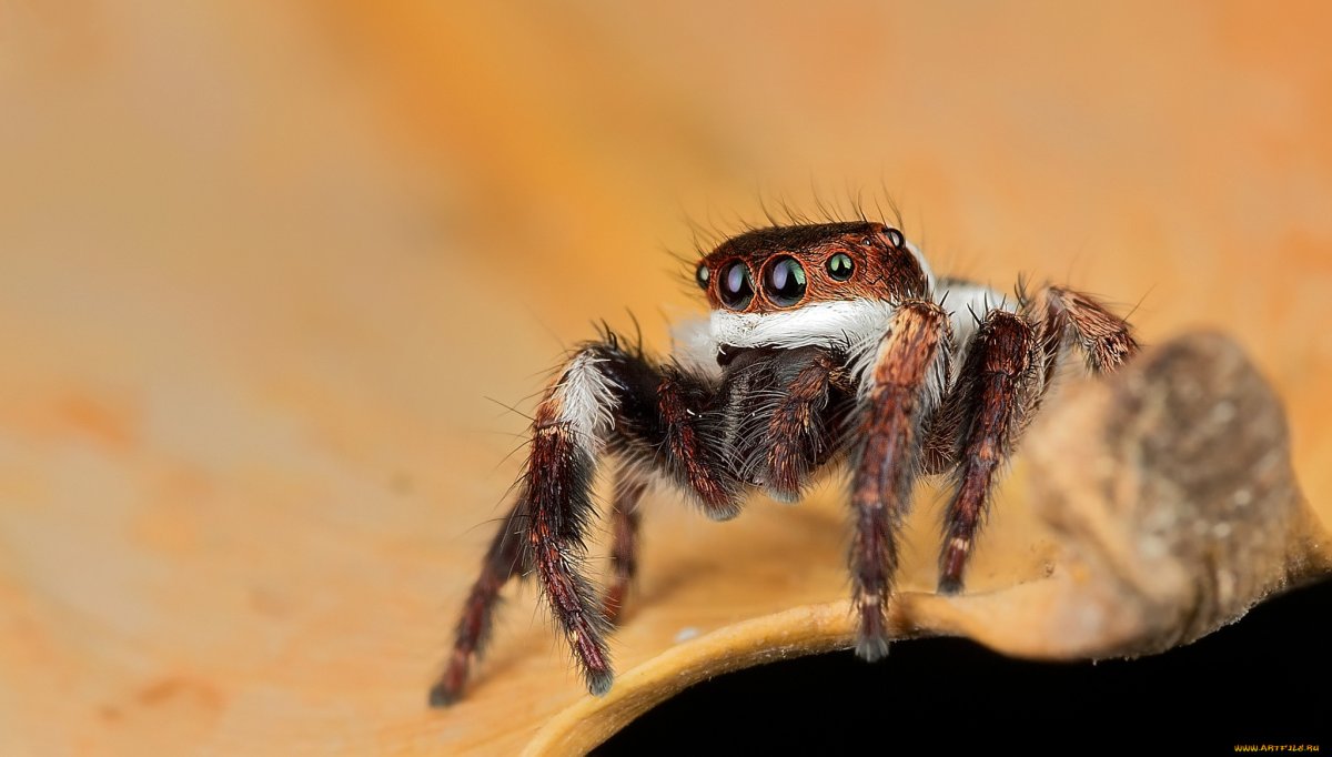 Соня паучок фотографии