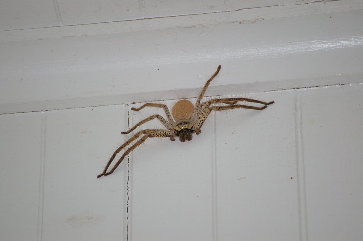 Сенокосец паук ядовит