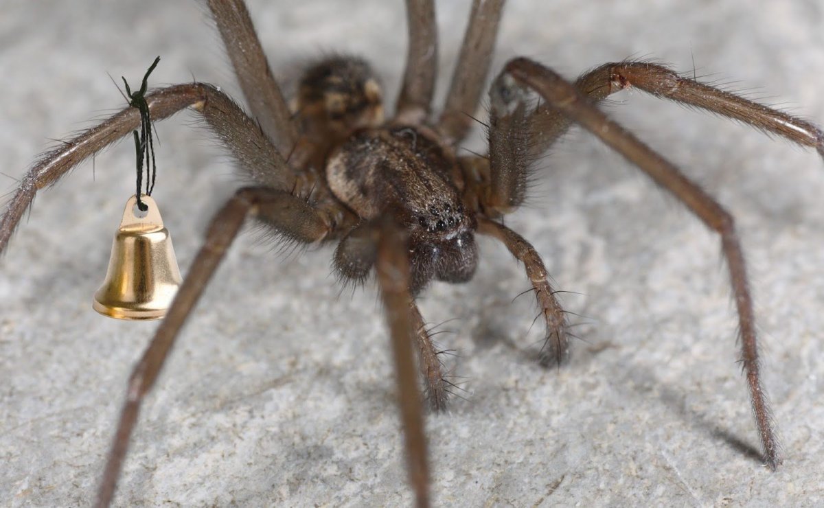 Паук Tegenaria atrica