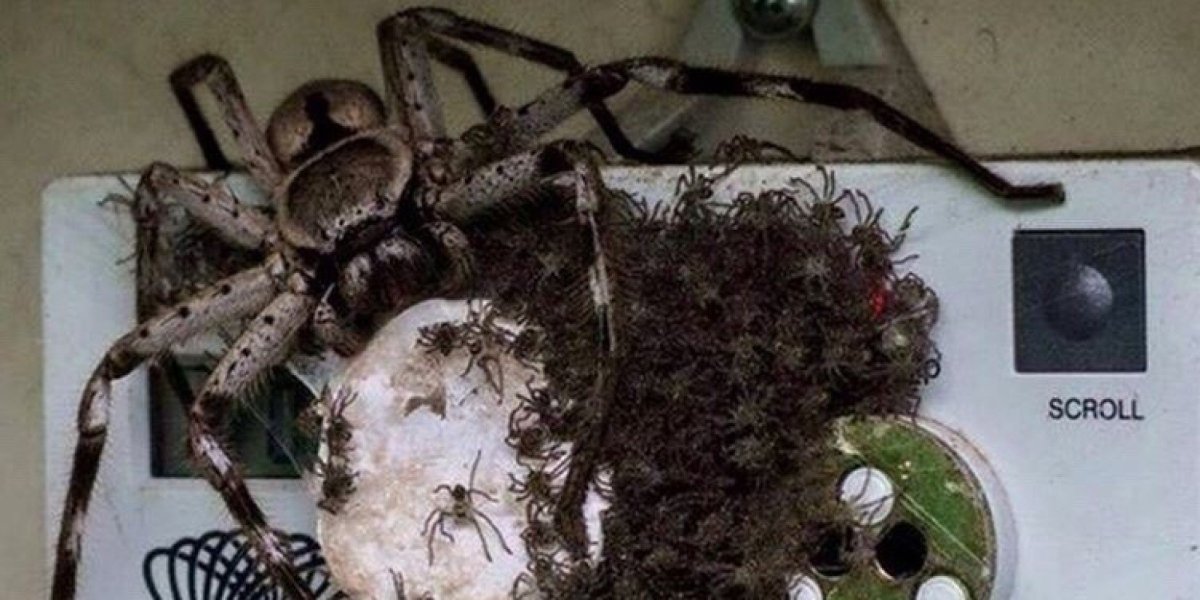 Самые стремные насекомые