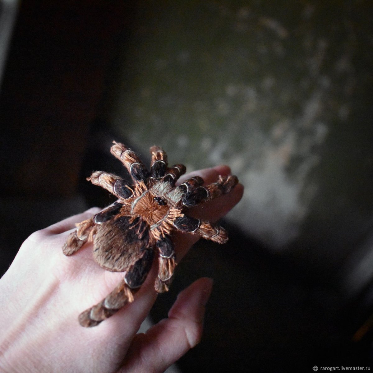 Гигантский домовый, или чердачный паук