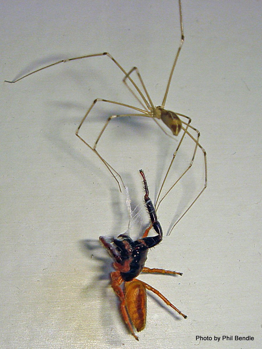 Паук Хантсмен Австралии