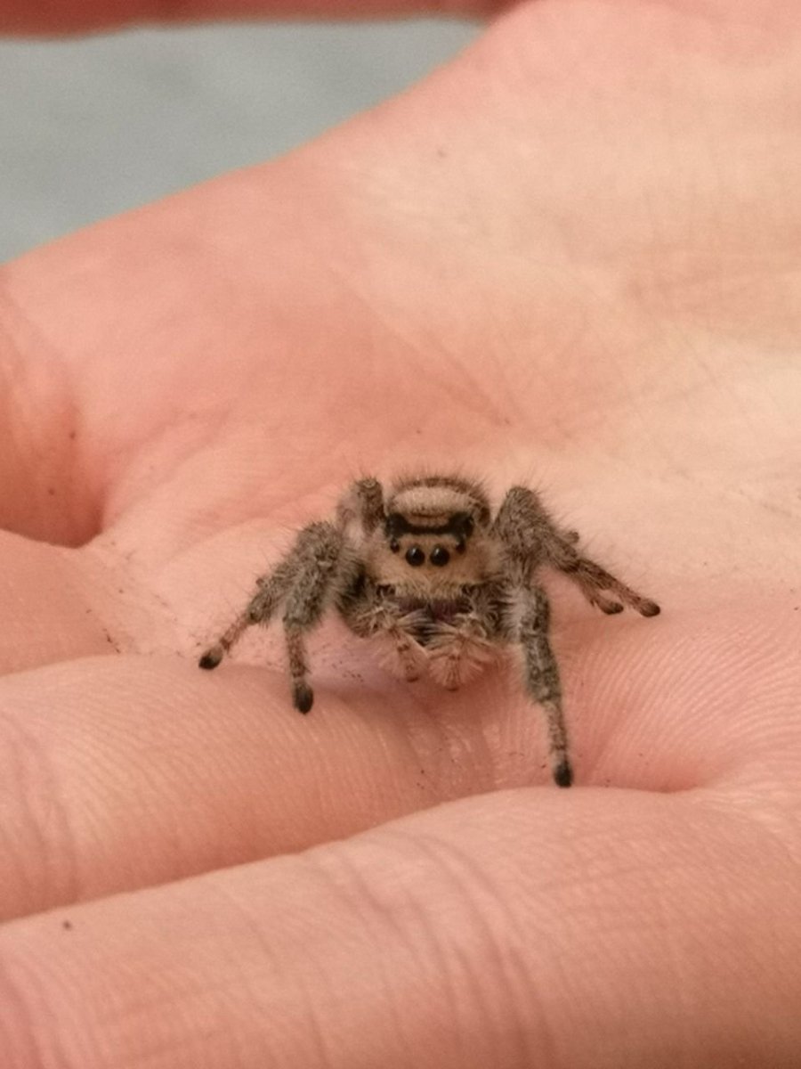Домовой паук Tegenaria domestica
