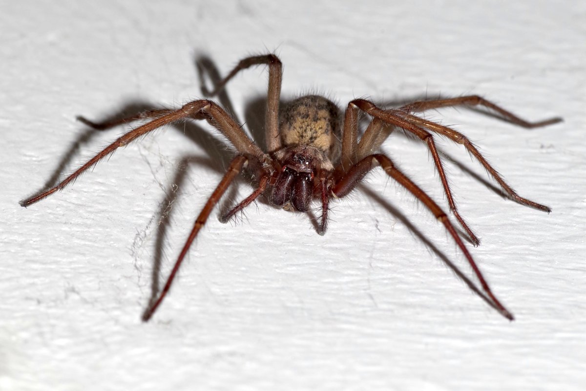 Tegenaria domestica паук