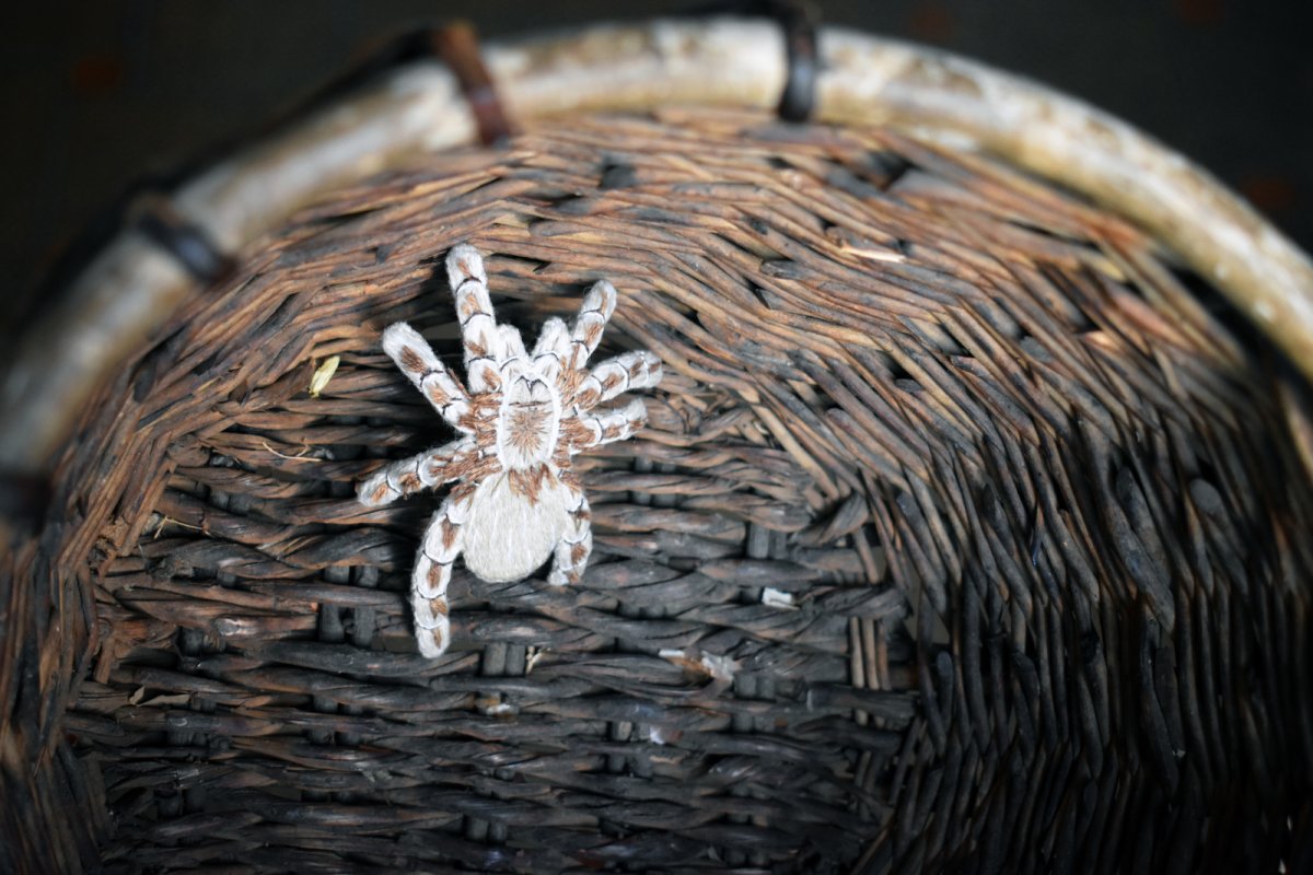 Кофейная игрушка крыса