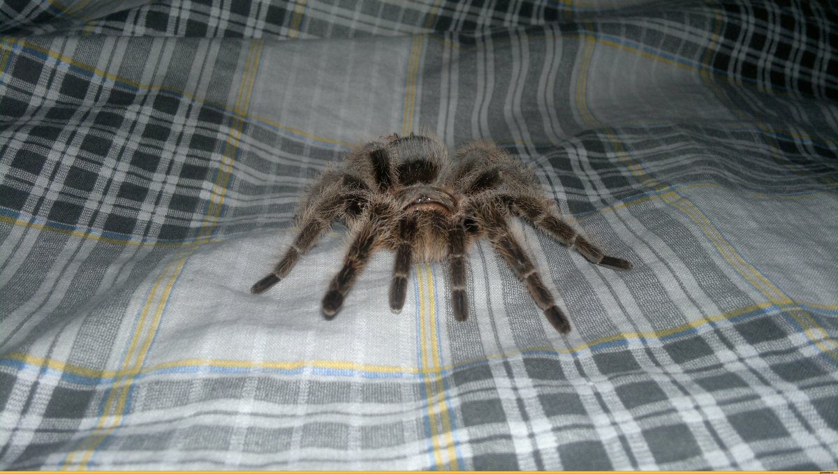 Фрин Гарри Поттер