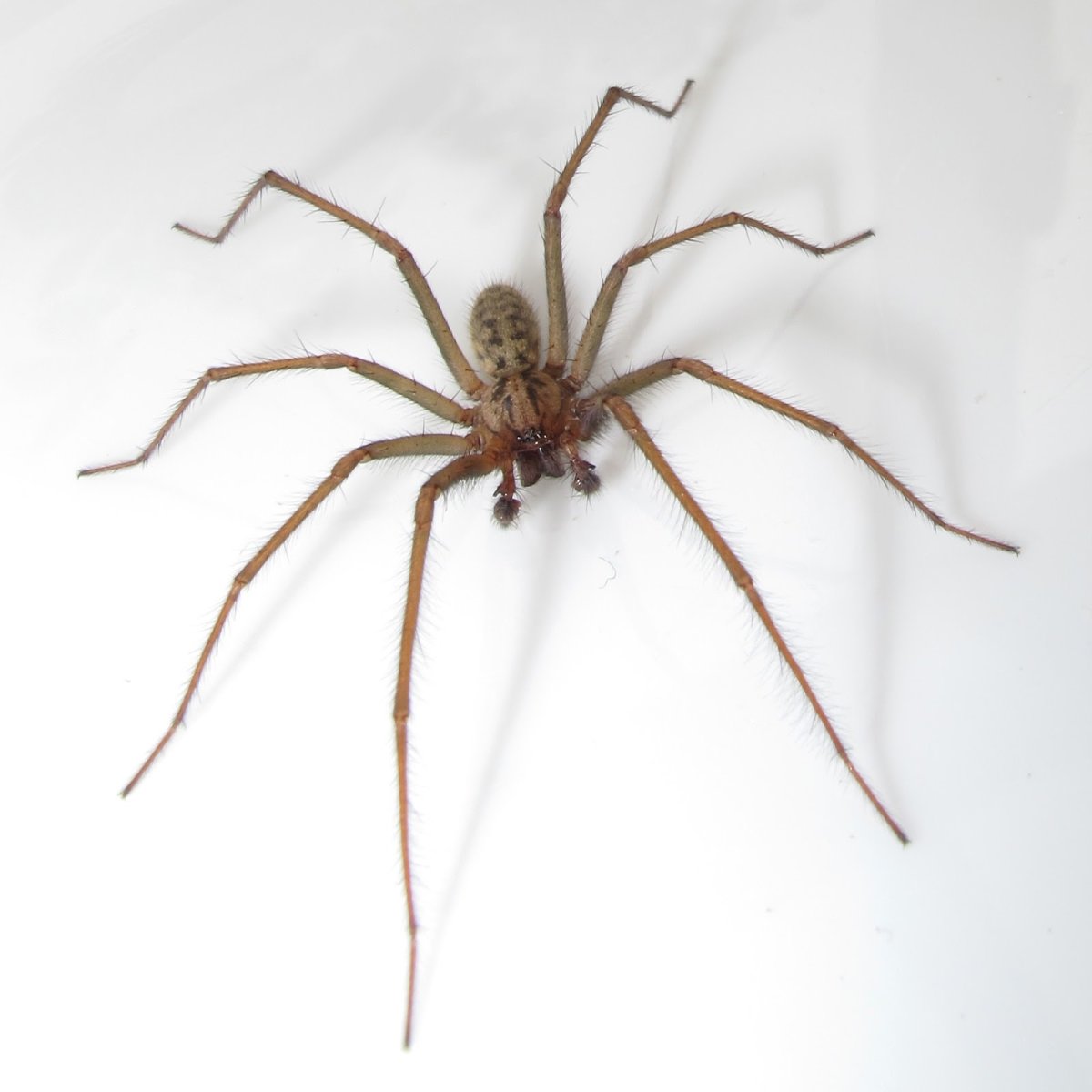 Гигантский паук золотопряд