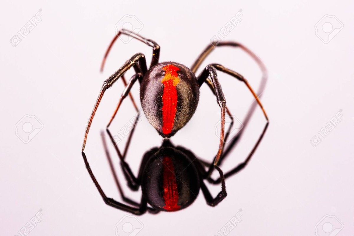 Паук женского рода